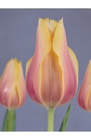 Tulipa Blushing Lady